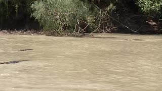 Several Saltwater Crocodiles Wait For Fish