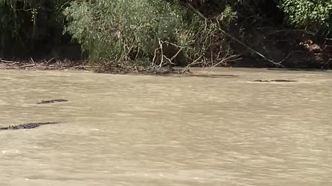 Several Saltwater Crocodiles Wait For Fish