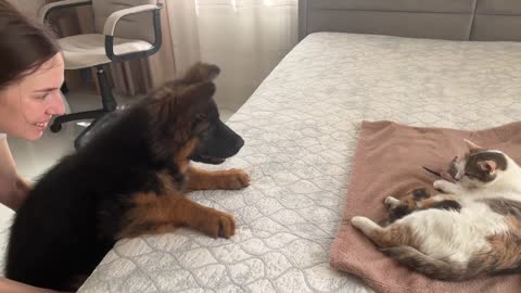 German Shepherd Puppy Meets Mom Cat with Newborn Kittens for the First Time