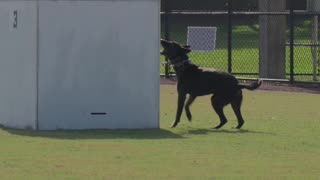 Police Pup Takes on the USPCA Box Search Event