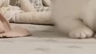 Funniest Dogs and Cats