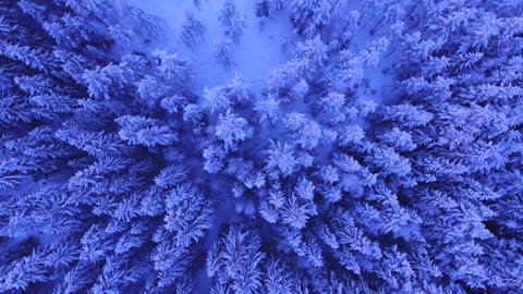 Snowy trees