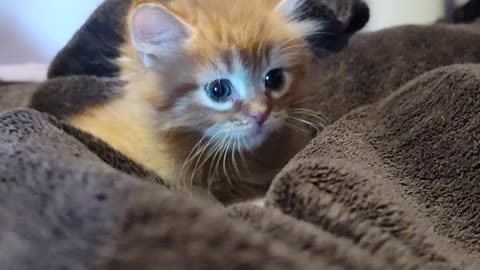 Tomato the kitten being cute