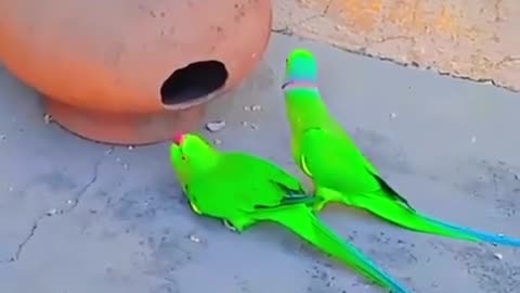 Parrot short video
