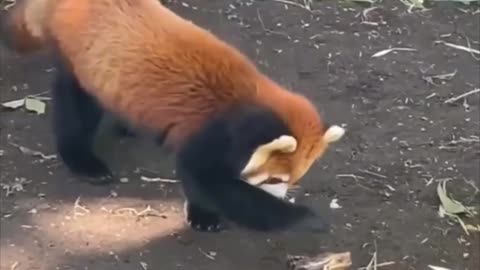 When a red panda met a frog