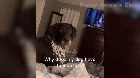 Funny Animal Videos 2023 Funniest Dogs And Cats Videos #39