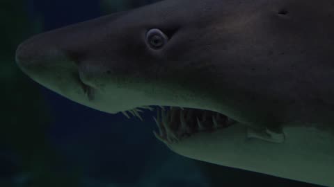 Swimming with Sharks: Get an Up-Close Look at a Shark in Action