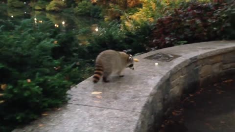 Friendly raccoon at Central Park NYC