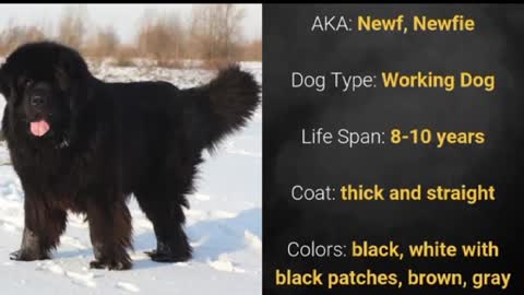 Canadian dog Canadian dog breeds