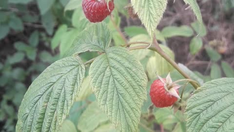 Ripe raspberries in July