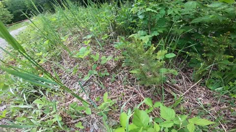 Garter Snake