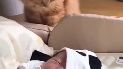 The Cat Loves The Baby 😍😍