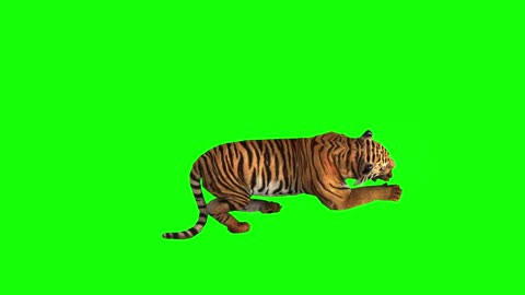 annimal Tiger