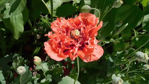 Flowers With Green Fresh Leaves In 4K