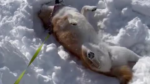 Cute petite is bathing in snow