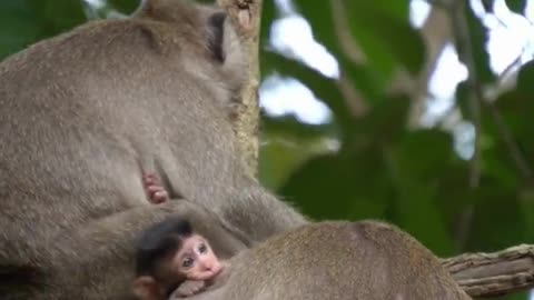 Very sweet monkey and his child