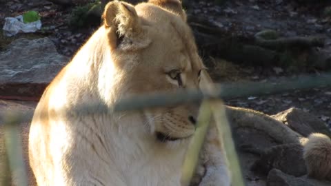 lion in the open area