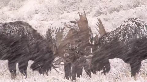 Two Moose Battle it out in Wyoming