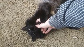 Gorgeous Green Eyed Black Cat vs Hand