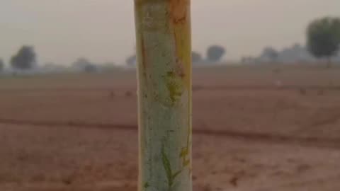 Sugarcane waving in the air at evening time