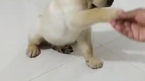 Sheak hand puppy training//🤗🤗🤗//
