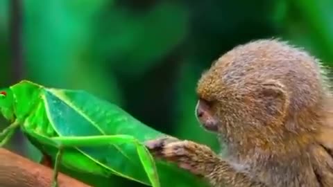 This Pygmy Marmoset fascinated by an insect