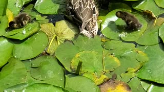 Baby ducklings trying to walk on lily pads