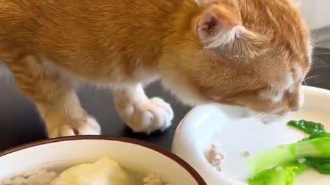 293_Does your cat like to eat anything strange🥰 #cat #orangecat