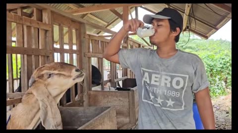 milking Indonesian etawa goats