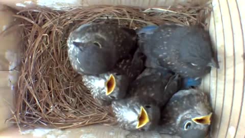 Baby Bluebirds in Nest Box in Time Lapse with Live Camera