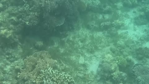 Snorkeling Adventures Philippines. Amazing new corals are growing