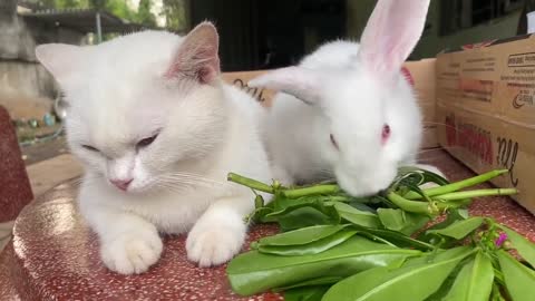 Baby rabbit feels it's a wonderful thing to have Yumi by her side