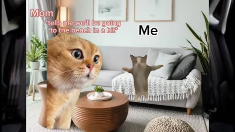 Cat meme