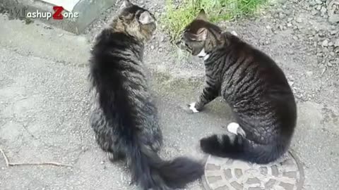 Funny animal video