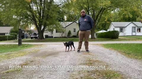 German Pinscher _Stella_ l 5 Year Old Dog Transformation l Off Leash K9 Training