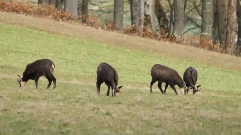 Grass eating animals name learn for the children