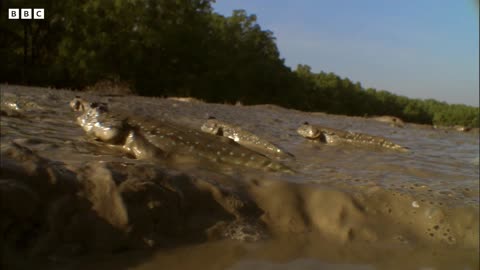 Walking Fish and Fiddler Crabs Dine on a Muddy Buffet | Ganges | BBC Earth