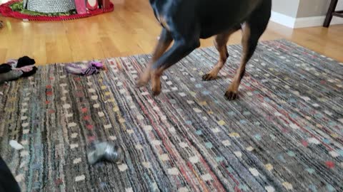Rottweiler plays with slinky