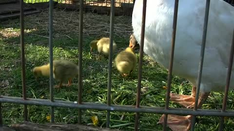 Can the big white goose bring me good luck today?