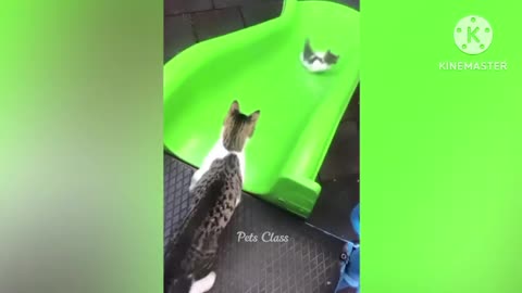 Funny cat video 6