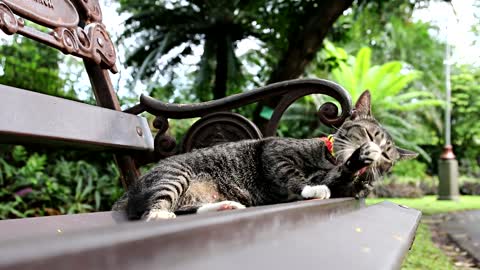 chat sur un banc - cat on a bench