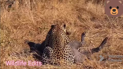 Leopard Vs Warthog