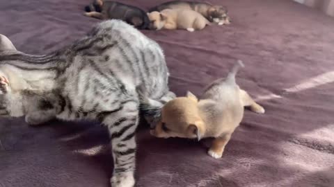 Kitten facing puppy first time