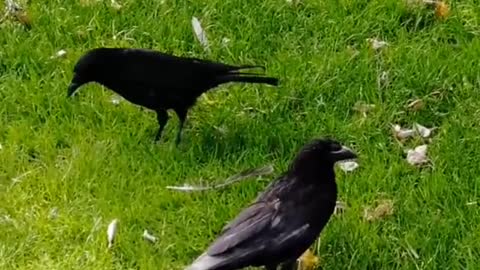 This is how I befriended my crows 🖤