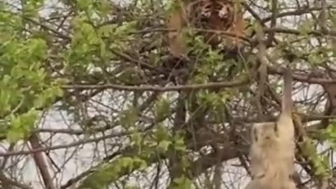 A tiger fell from a tree while chasing a monkey and nearly died 😲.