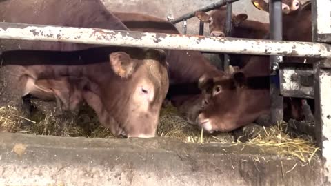 300 Limousin bulls _ Bull farm _ The best meat of Limousin beef #farming#bullfar