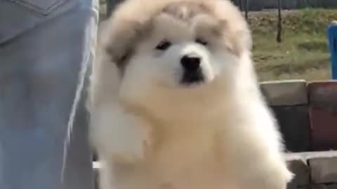 Cute dog 🐶 just watch video