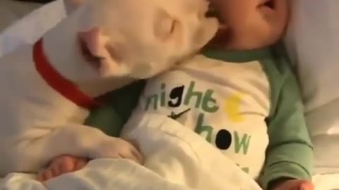 Dog comforting a baby.