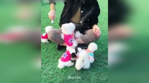 Cute Puppies