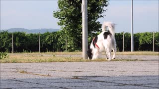 Dog walking 😂